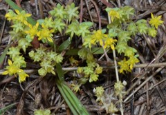 Sedum nuttallii