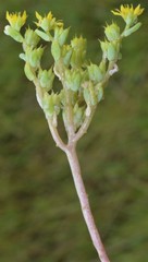 Sedum nuttallii