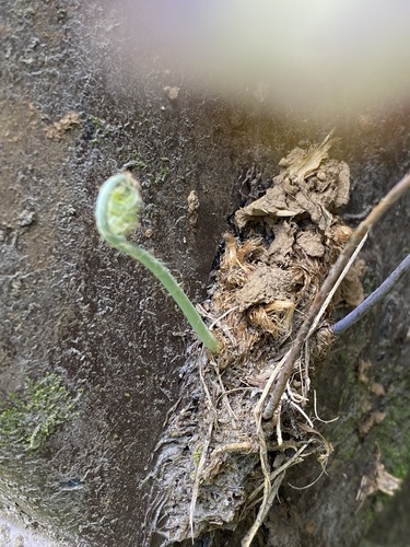 Phlebodium aureum