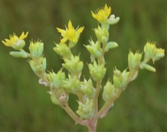 Sedum nuttallii