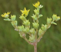 Sedum nuttallii