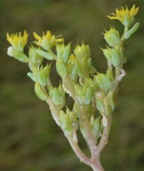 Sedum nuttallii