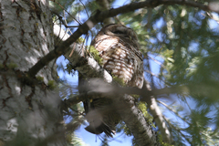 Strix occidentalis occidentalis