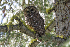 Strix occidentalis occidentalis