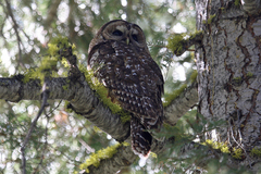 Strix occidentalis occidentalis