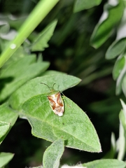 Elasmostethus interstinctus