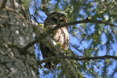 Strix occidentalis occidentalis