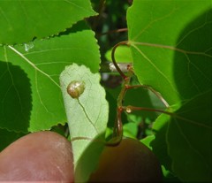 Harmandiola tremulae