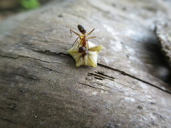 Camponotus maculatus