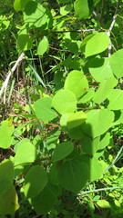 Harmandiola tremulae