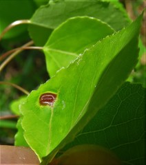 Harmandiola tremulae