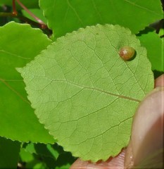 Harmandiola tremulae