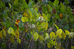 Montrichardia