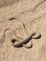 Salvadora deserticola