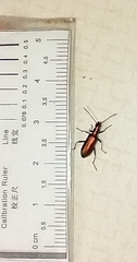 Arthromacra