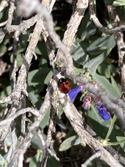Coccinella difficilis
