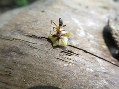 Camponotus maculatus