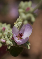 Malacothamnus orbiculatus