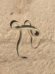 Salvadora deserticola