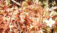 Saxifraga fragosoi