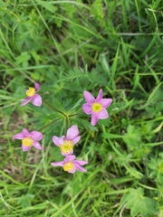 Anemonastrum speciosum