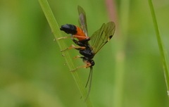 Tenthredopsis friesei