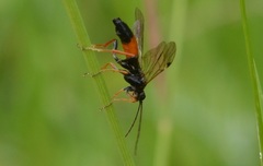 Tenthredopsis friesei