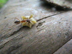 Camponotus maculatus