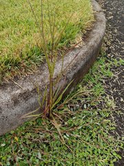 Schizachyrium condensatum