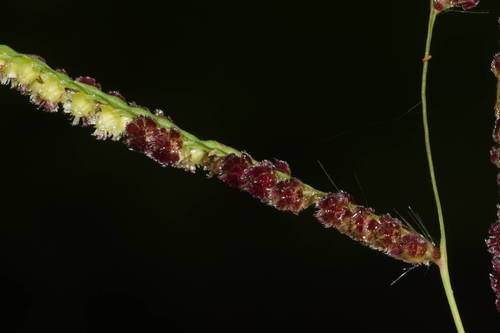 Paspalum fimbriatum