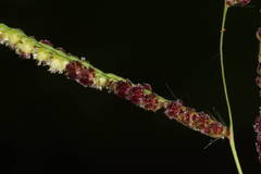 Paspalum fimbriatum