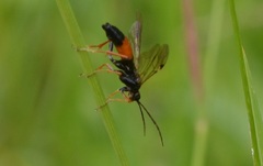 Tenthredopsis friesei