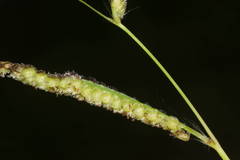 Paspalum fimbriatum