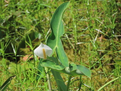 Peltandra sagittifolia