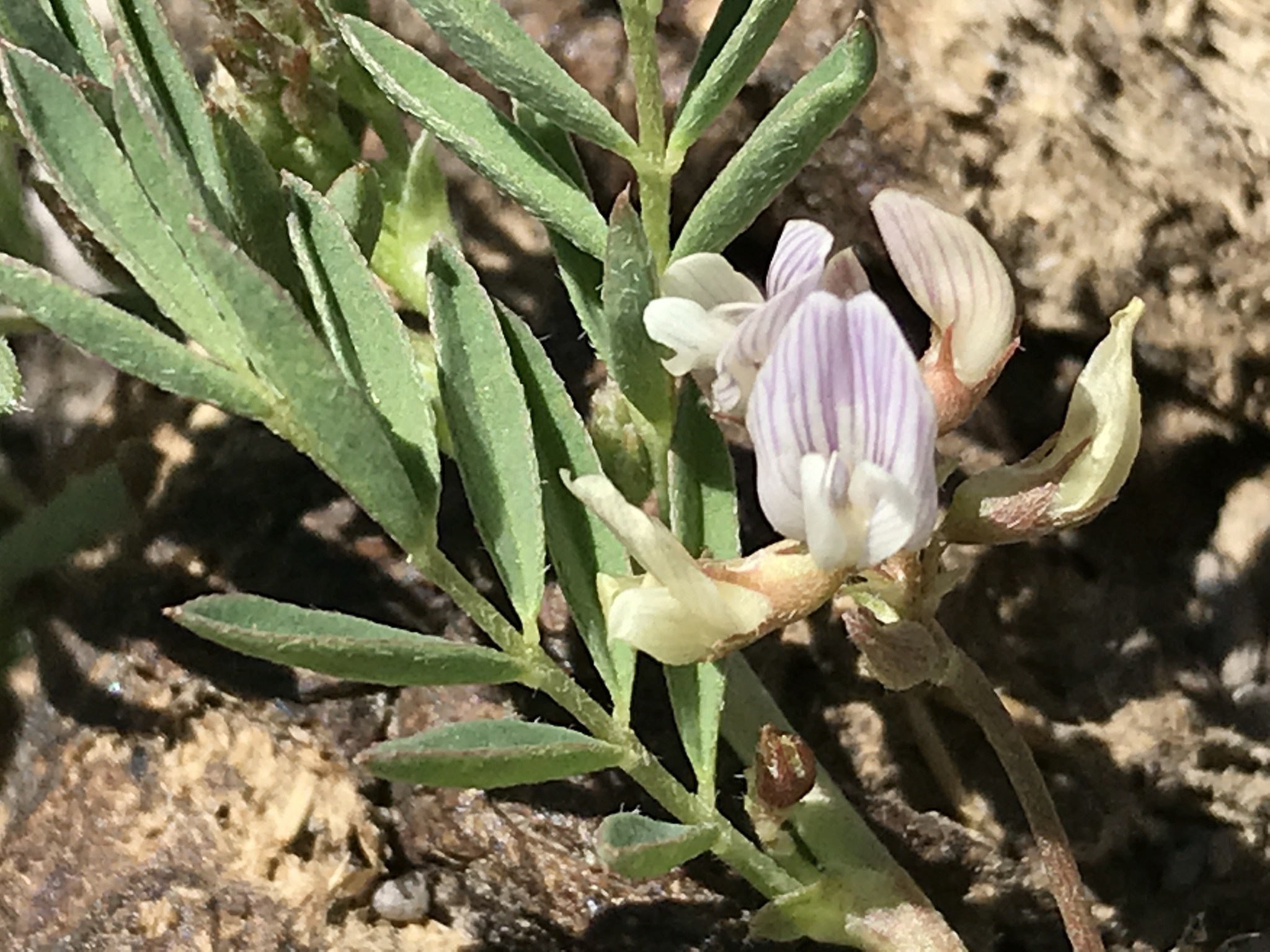 Astragalus lemmonii