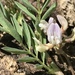 Lemmon's Milkvetch - Photo (c) Aaron Liston, some rights reserved (CC BY), uploaded by Aaron Liston