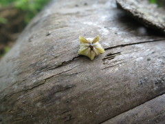 Rotula deciesdigitatus