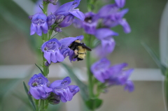 Bombus fervidus