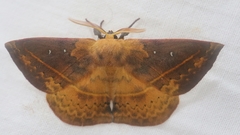 Anthela directa