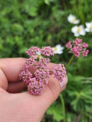 Chaerophyllum roseum