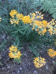 Asclepias tuberosa interior