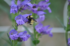 Bombus fervidus
