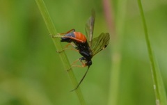 Tenthredopsis friesei
