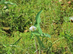 Peltandra sagittifolia