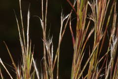 Schizachyrium condensatum
