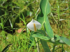 Peltandra sagittifolia