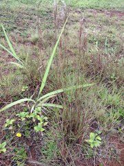 Schizachyrium condensatum