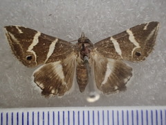 Grammodes pulcherrima