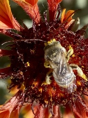 Melissodes agilis