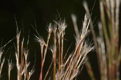 Schizachyrium condensatum